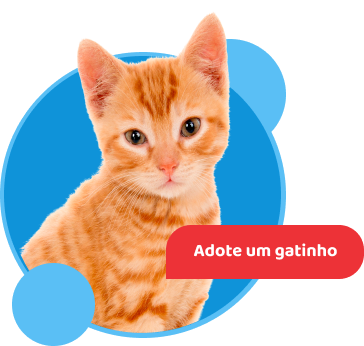 Banner de um gato